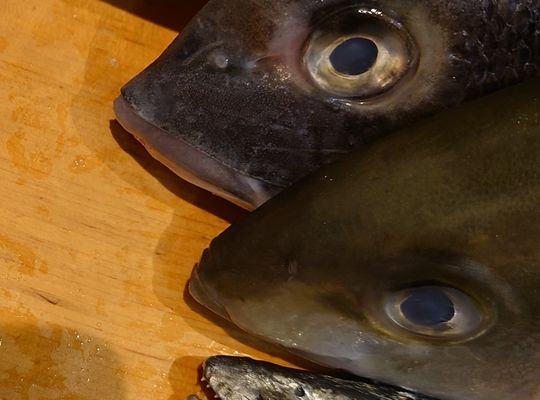 入荷致しました！